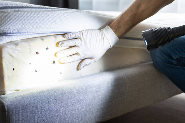 Best Flea Control Services  in Glens Falls North, NY
