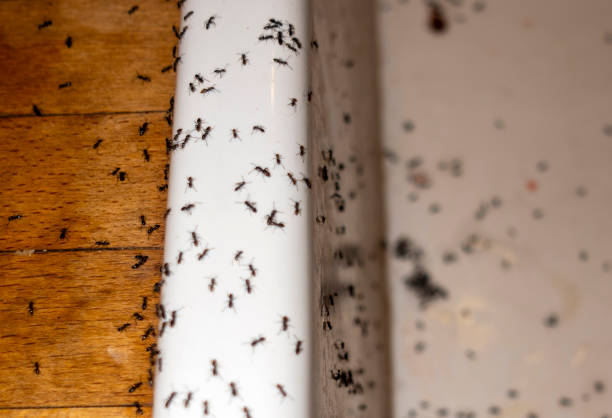 Flea Control Services in Glens Falls North, NY